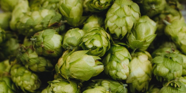 Qu'est-ce que le jet de houblon ?